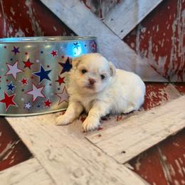 Delilah - White female Shih Tzu puppy in Success, Missouri from Sweet Success