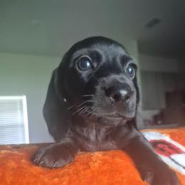 Boy born 5th - Black male Dachshund puppy in Palm Coast, Florida from The McWhirt Dachshunds