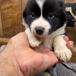 Rosie - Black and white female Border Collie puppy in Meridian, Mississippi from Border Hollow Border Collies
