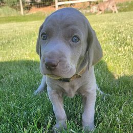 Girl 8 ( Purple ) - Silver gray female Weimaraner puppy in Goshen, Indiana from Miller's Weimaraners & Stud