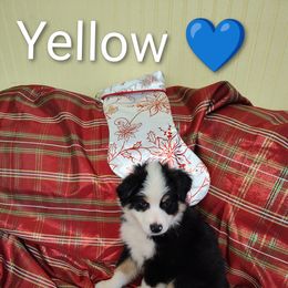 Miniature Australian Shepherd Puppies from Terri's Mini Aussies