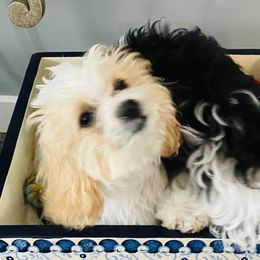 Cavachon Puppies from Clair’s Cavachon’s of Mid Coast Maine
