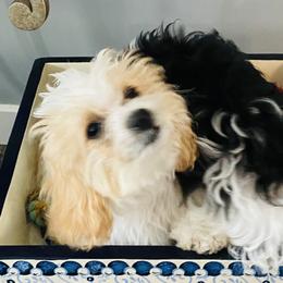 Cavachon Puppies from Clair’s Cavachon’s of Mid Coast Maine