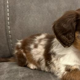 Dachshunds from Cantrell’s Dachshund Den