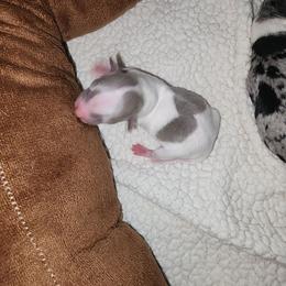 CUPID - Silver and white female Chihuahua puppy in Fort Myers, Florida from Legends Frenchton's, French Bulldogs ,Boston Terriers, Reindeer chihuahuas & French Bullhuahua's