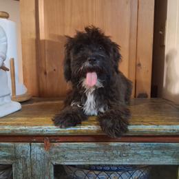 Hector - Sable male Yorkipoo puppy in Terrell, Texas from Ashley Nicole Ranch