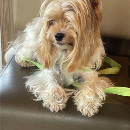 Tucker - Yorkshire Terrier