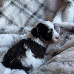 Oak - Chocolate male Havanese puppy in Starr, South Carolina from Home with Havanese