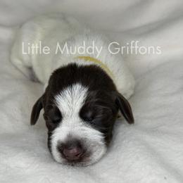 Yellow Male - Brown and gray male Wirehaired Pointing Griffon puppy in Williston, North Dakota from Little Muddy Griffons