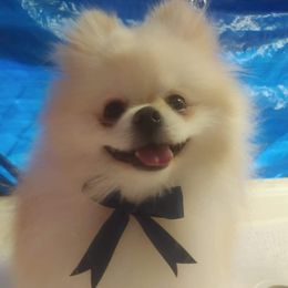 Coco - Pomeranian