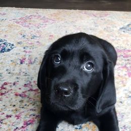 Labrador Retriever Puppies from DK Redwood Labradors