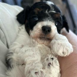Ziggy - Parti female Poodle puppy in Mineral Wells, Texas from S.H.A.R.P.’s Toy Poodles
