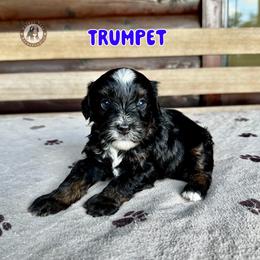 Trumpet - Tri-color male Bernedoodle puppy in Banner Elk, North Carolina from Walnut Tree Bernedoodles