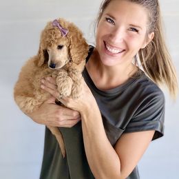 Bernedoodle, Goldendoodle, and Poodle Puppies from Central Valley Canine Companions