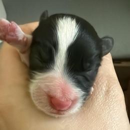 Girl 6 - Black and white female Border Collie puppy in Bryantown, Maryland from Bellaclan Border Collies