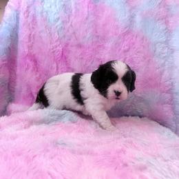 Lil Pocket - Black and white female Cavapoo puppy in Knoxville, Tennessee from Rocky Top Cavapoos