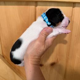 CKC boy blue - Piebald male Dachshund puppy in Grand Valley, Pennsylvania from Dachshunds on the Hill