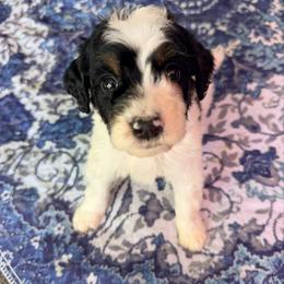 Comet - with training - Tri-color male Bernedoodle puppy in Boonville, North Carolina from Doods & Dolls