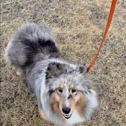London - Shetland Sheepdog