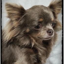 Sasha - Chihuahua