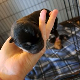 Tank - Black and tan male Shiba Inu puppy in Osceola, Iowa from Jordan's Shiba Inu