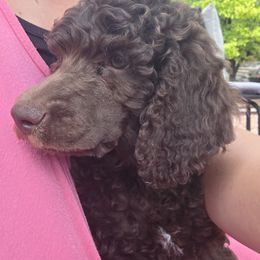 Poodle Puppies from shelby ealey