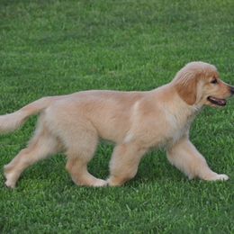 Pippa - Golden Retriever