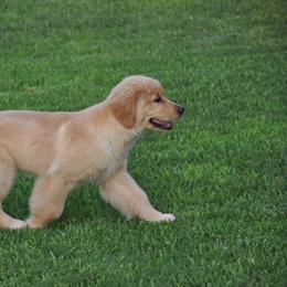 Pippa - Golden Retriever