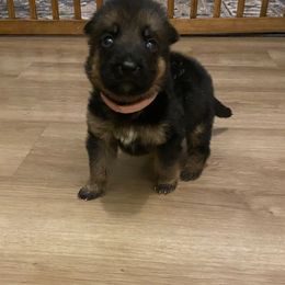 Alma - Black and red female German Shepherd puppy in Youngsville, North Carolina from Di casa Esperanza