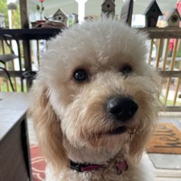Lucy - Goldendoodle