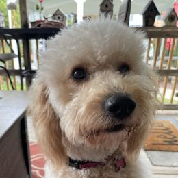 Lucy - Goldendoodle