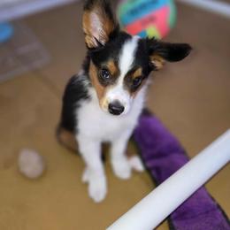 Cindy (Purple Collar) - Black tri female Toy Australian Shepherd puppy in Dolan Springs, Arizona from High Desert Companions