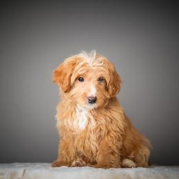 Yellow - Red male Bernedoodle puppy in Caldwell, Idaho from Boise Doodle Co.