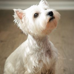 Kirsty - West Highland White Terrier