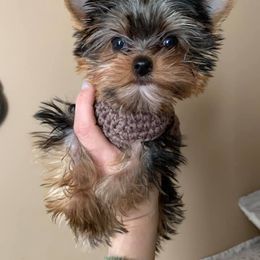 Yorkshire Terrier Puppies from Yorkie315Family