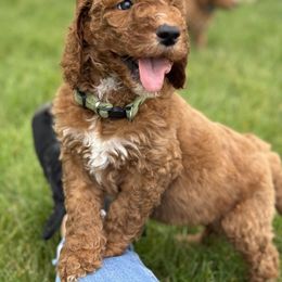 Goldendoodle Puppies from Puppy Love