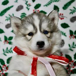 Feather(S1) - Gray and white female Siberian Husky puppy in Lunenburg, Vermont from SNOW WOOLY HUSKY