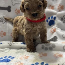 Red - Golden male Cockapoo puppy in Lancaster, Kentucky from Dream Paws Puppies, LLC