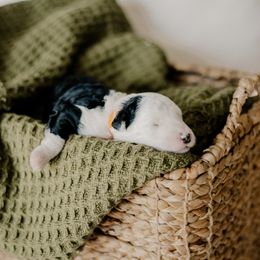 Blizzard - Black and white male Sheepadoodle puppy in Patterson, California from Dooling Doodles