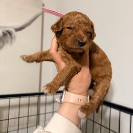 Nala - Pink Band Girl - Red  female Poodle puppy in Plainfield, New Jersey from Caris Paws Poodles and Labradoodles