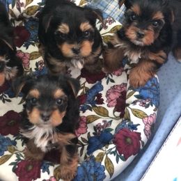 Yorkshire Terrier Puppies from Jackie Jenny’s Precious Yorkies