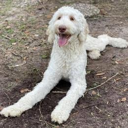 Labradoodles and Poodles from Gastineau Doodles