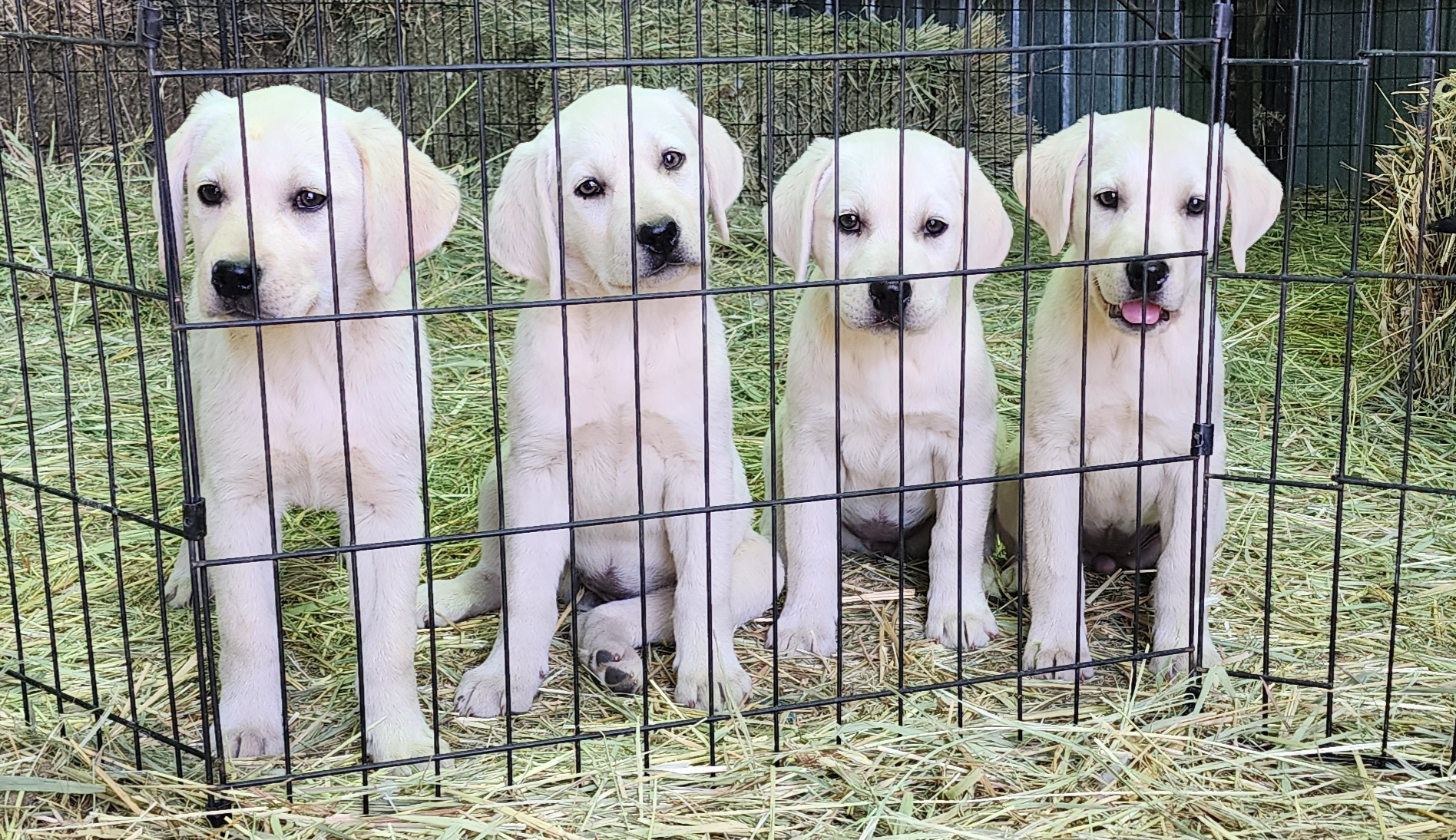 Girl 2 - Labrador Retriever puppy in Priest River, Idaho from Lazy Daisy Labs