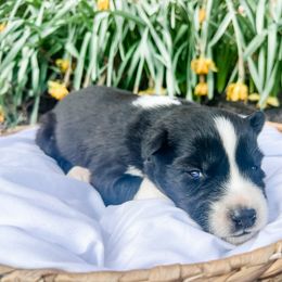 Siberian Husky Puppies from Wooly Woof Siberians