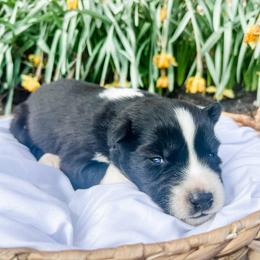 Siberian Husky Puppies from Wooly Woof Siberians