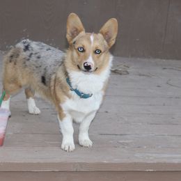 Yeti - American Corgi