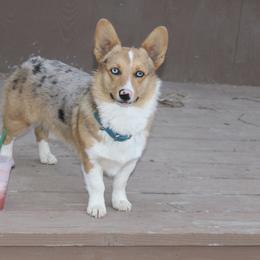 Yeti - American Corgi