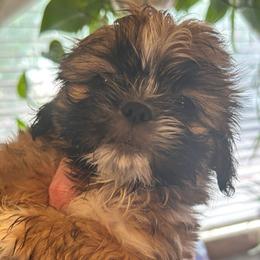 Teddy - Sable and white male Shih Tzu puppy in Victorville, California from Precioustzus