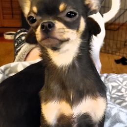 Chihuahua Puppies from Fine Whines & Lickers