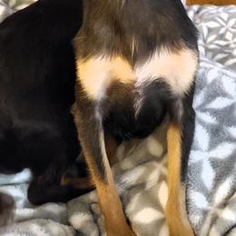 Chihuahua Puppies from Fine Whines & Lickers